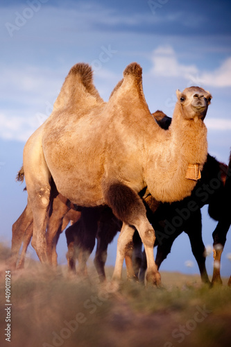 Bactrian camels