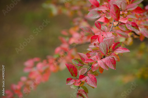 Red and yellow leaves. Autumn background