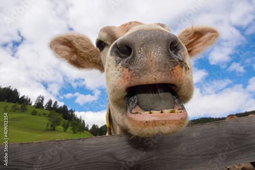 cow in Braies in Trentino Alto Adige in Italy
