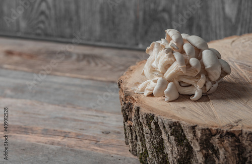 Raw oyster mushrooms on the cross section of the big old tree on a rustic table