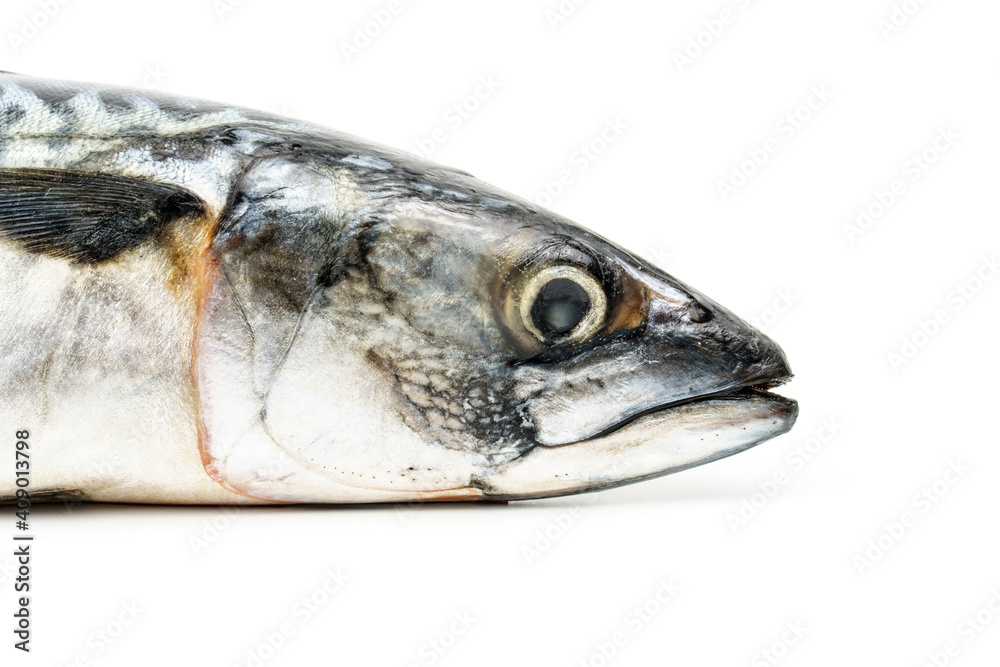 Mackerel head isolated on white background Mackerel head isolated on white background