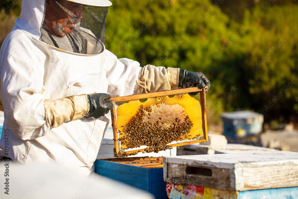 Bee keeper removing rack outside of hive. organic honey and beekeeping concept Bee keeper removing rack outside of hive. organic honey and beekeeping concept