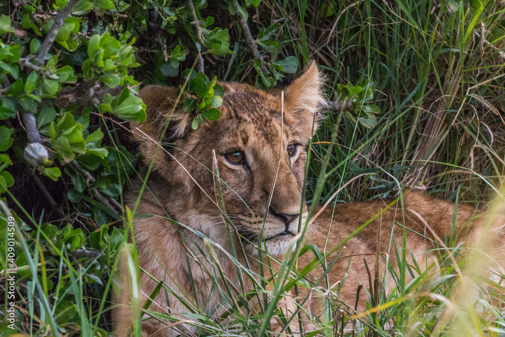 Obraz premium cute lion cub looking out of grass