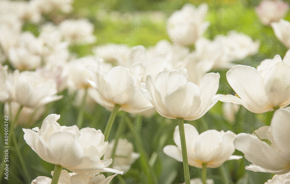 White tulips in the morning garden White tulips in the morning garden