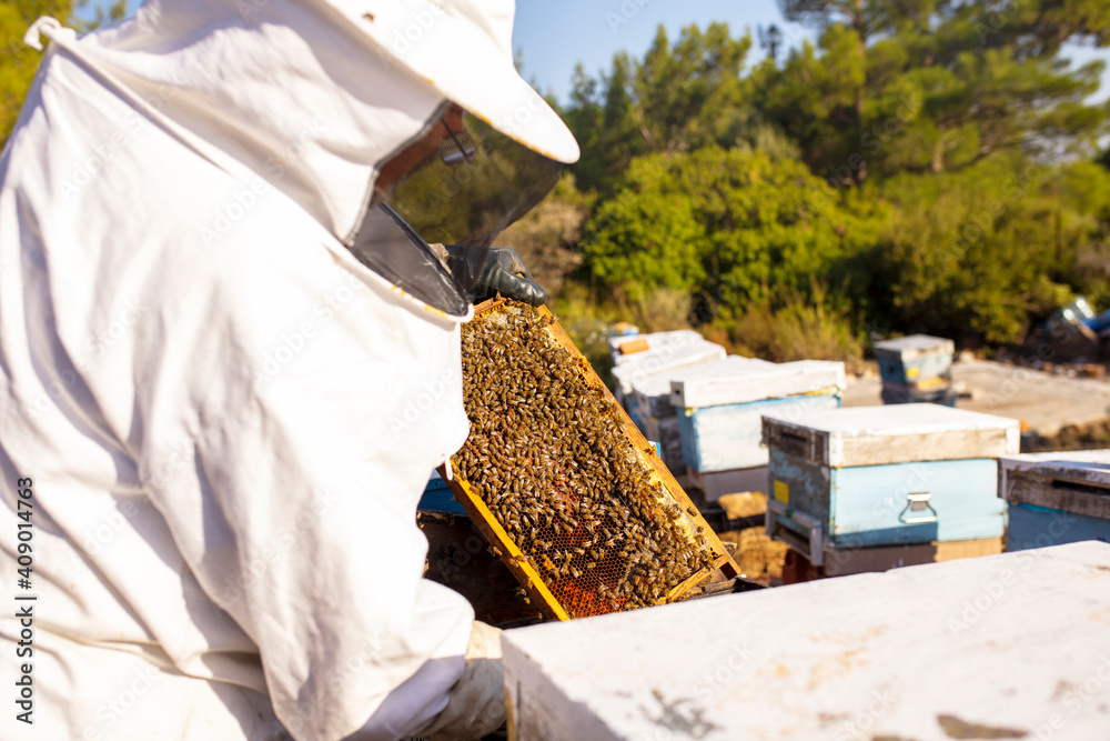 Bee keeper removing rack outside of hive. organic honey and beekeeping concept Bee keeper removing rack outside of hive. organic honey and beekeeping concept