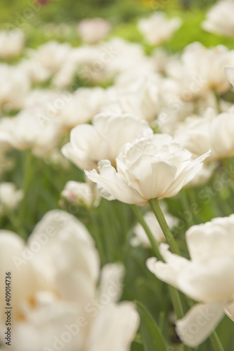 White tulips in the morning garden