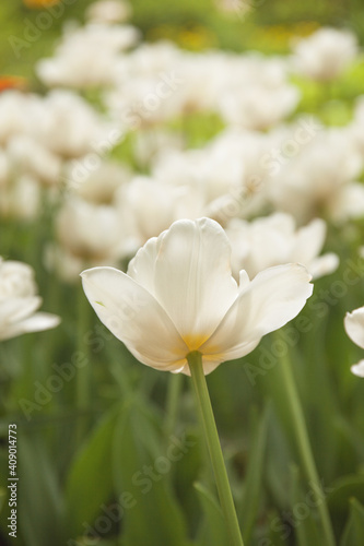 White tulips in the morning garden