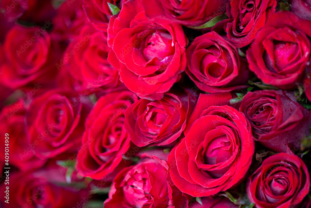 selective focus several red roses put together in a bundle, perfect for a Valentine's Day selective focus several red roses put together in a bundle, perfect for a Valentine's Day