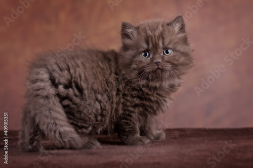 Britisch Langhaar Kitten Portrait, niedlich Katze photo