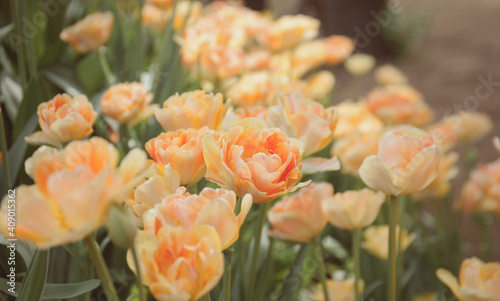 Peachy peony tulips in the garden photo