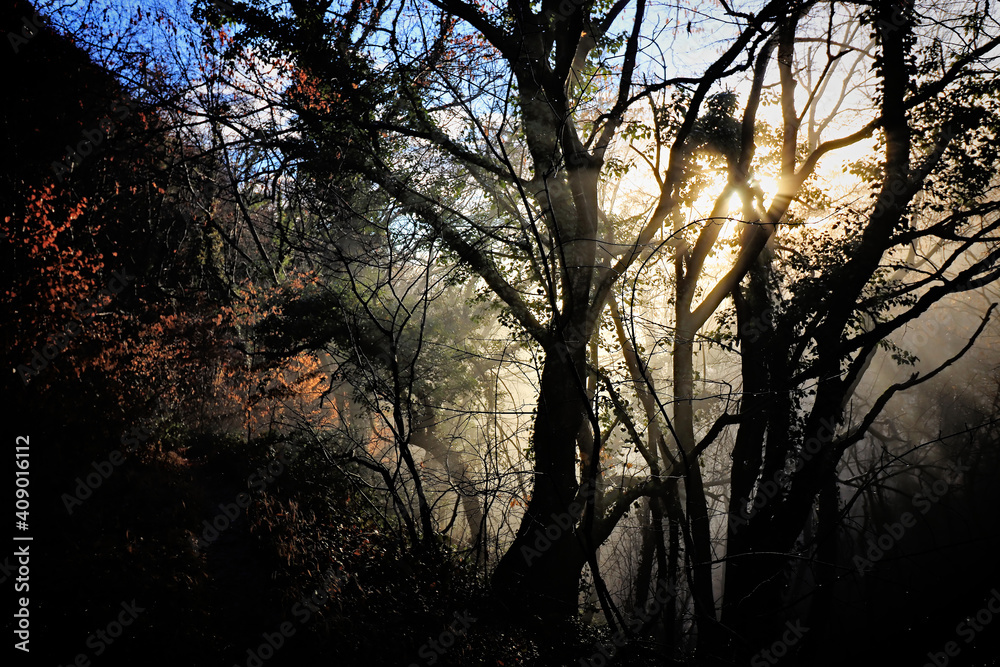Morning Fog Morning Fog