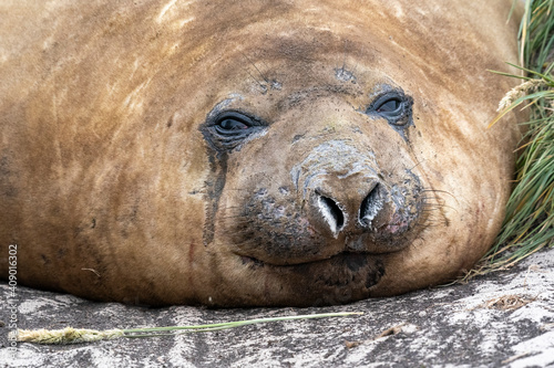 The Elephant Seal (Mirounga leonina)