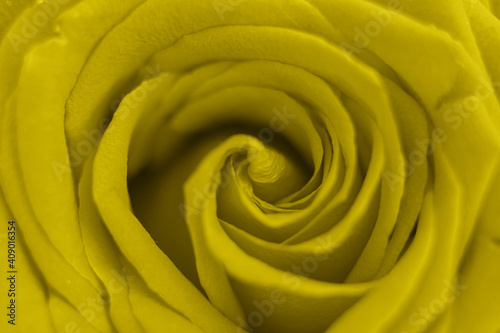 yellow rose flower in full bloom zoomed in. petals of rose close up. toned in illuminating, trend color of the year 2021