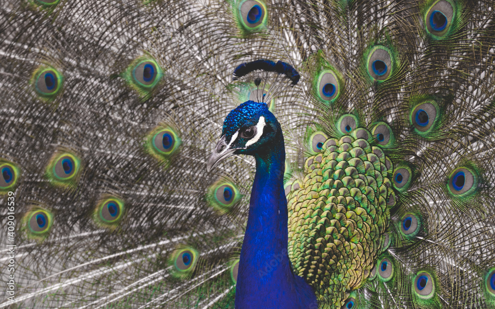 Obraz premium Pfau