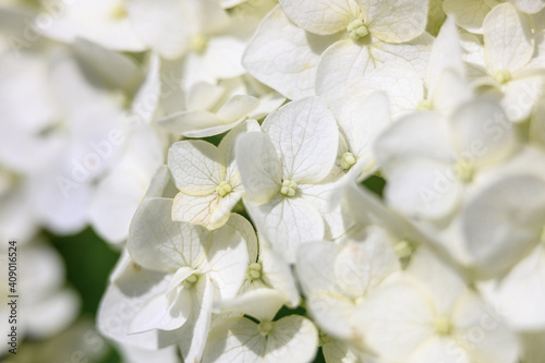 white hydrangea flowers in full bloom zoomed in. bud and petals of hydrangea close up