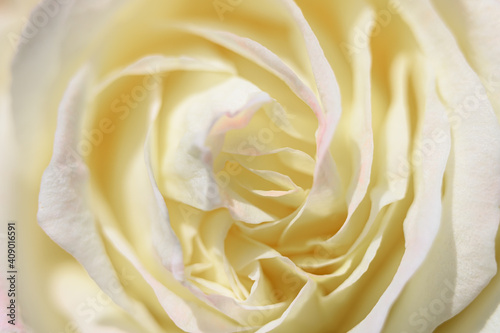 white yellow rose flower in full bloom zoomed in. petals of rose close up
