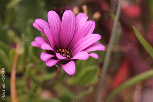 A beautiful pink flower in nature