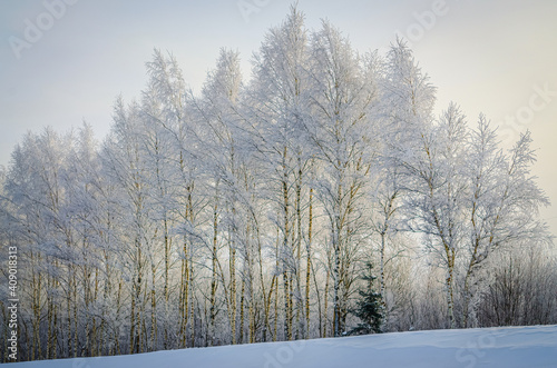 Beautiful winter landscape in Russia, birch and spruce. © Алексей Грушко