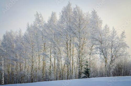 Beautiful winter landscape in Russia, birch and spruce.