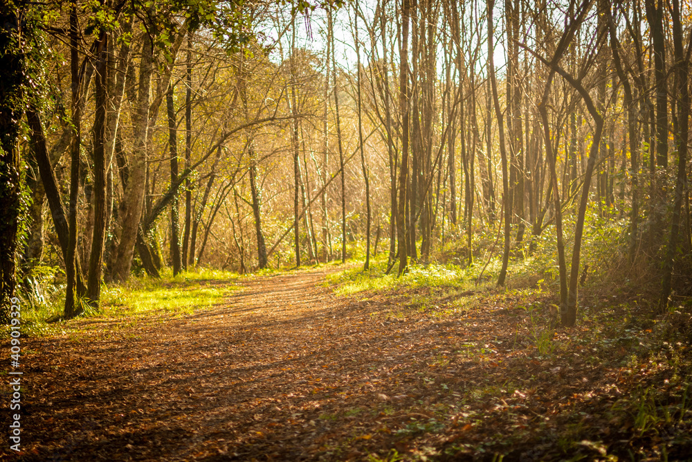 Obraz premium camino o sendero con ambiente fantástico cubierto de hojas atravesando un bosque un día soleado de invierno en Galicia, España