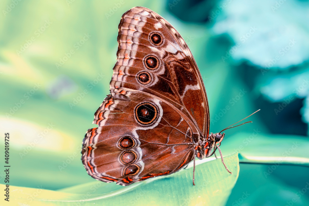 Naklejka premium Macro shots, Beautiful nature scene. Closeup beautiful butterfly sitting on the flower in a summer garden.