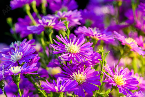 Close up Beautiful Lavender and Cutter  flower in the nature garden , summer flowers