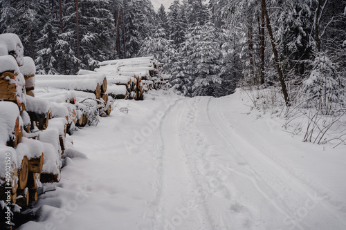 Snowy road leads through stacked and marked logs to a forest depth. Forest management stage deforestation. Nature save, environment sustainability concept.