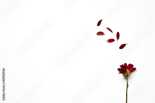 Spring or summer background with copy space for text  flower and petals  red flower with yellow heart. Top view. Flat lay.