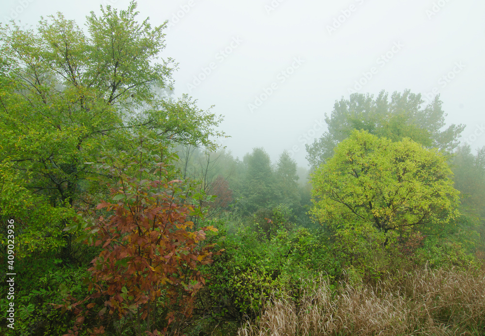 596-10 Shoreline Fog and Trees, Lake Michigan Shore