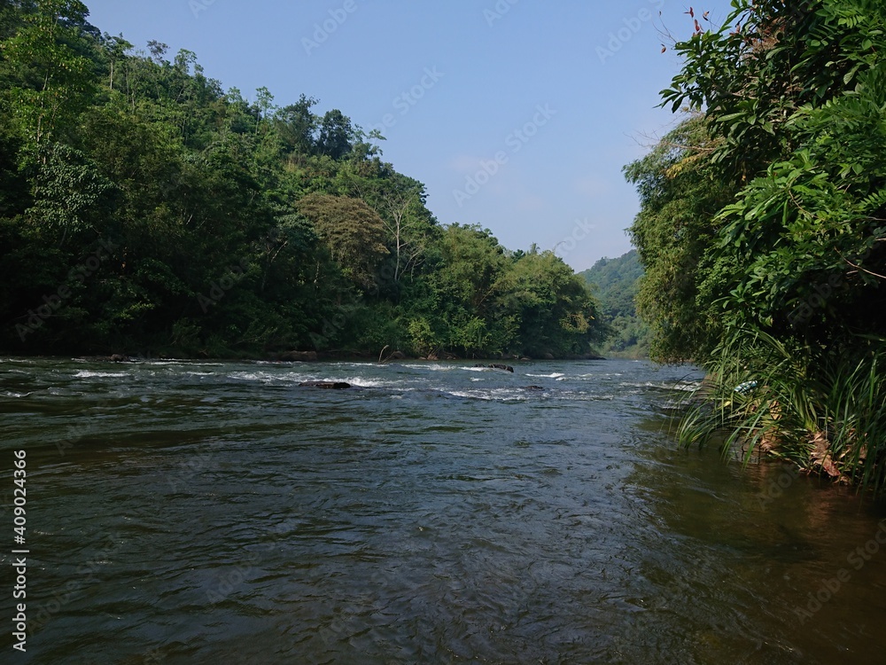 river in the forest