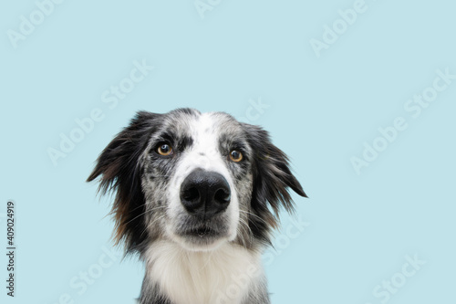 Portrait serious and angry border collie dog. Isolated on blue pastel background.