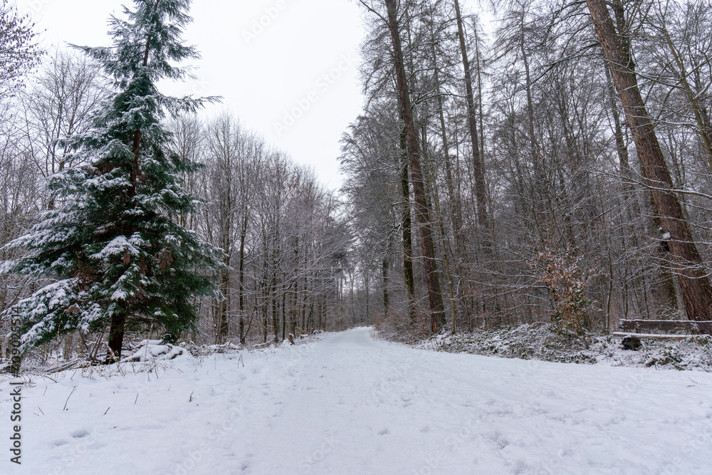 Fototapeta premium Path in the winter forest with light snow