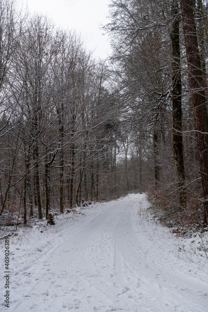 Path in the winter forest with light snow Path in the winter forest with light snow