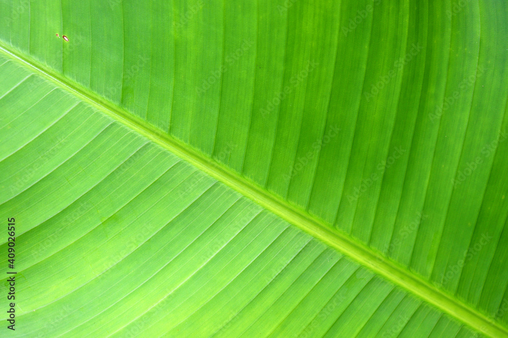 Palm leaf texture. Green tropical plant background with natural pattern Palm leaf texture. Green tropical plant background with natural pattern