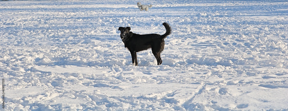 Happy dog outside in the snow park Happy dog outside in the snow park