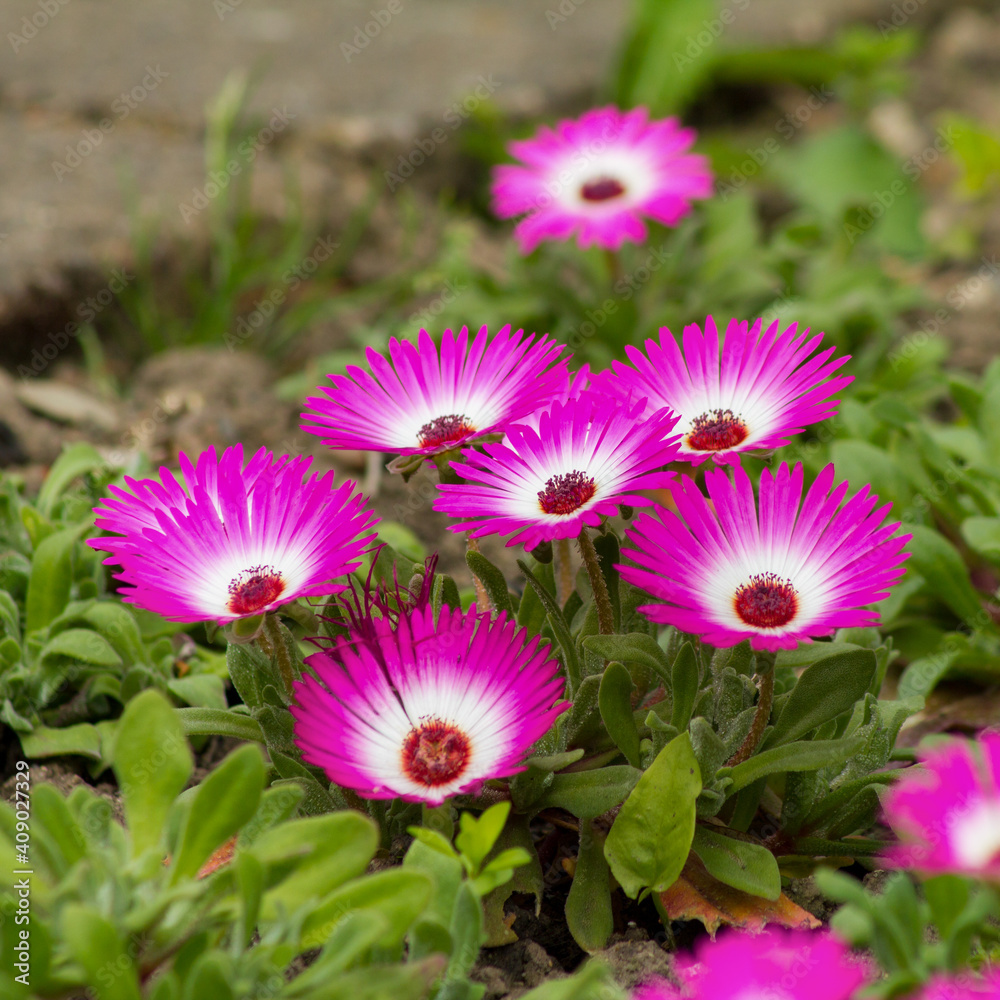 Fototapeta premium Close-up of ice plants in a garden