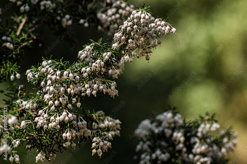 Macro Close-up Photography Wild Heather in Nature Sardinia Macro Close-up Photography Wild Heather in Nature Sardinia