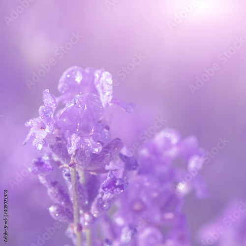 Lavender flower on the field.