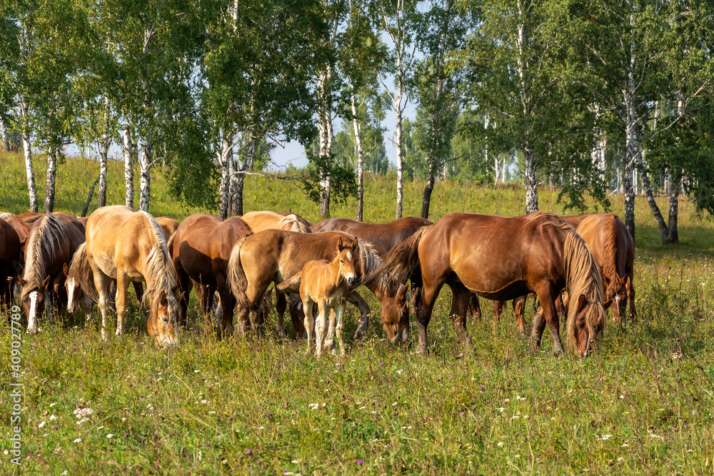 Herd of horses graze on a green meadow Herd of horses graze on a green meadow