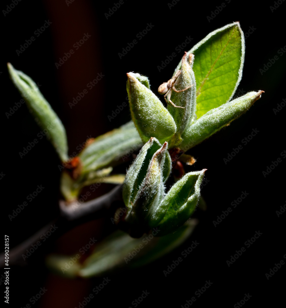 Obraz premium Young leaves from a bud on a tree branch in spring.