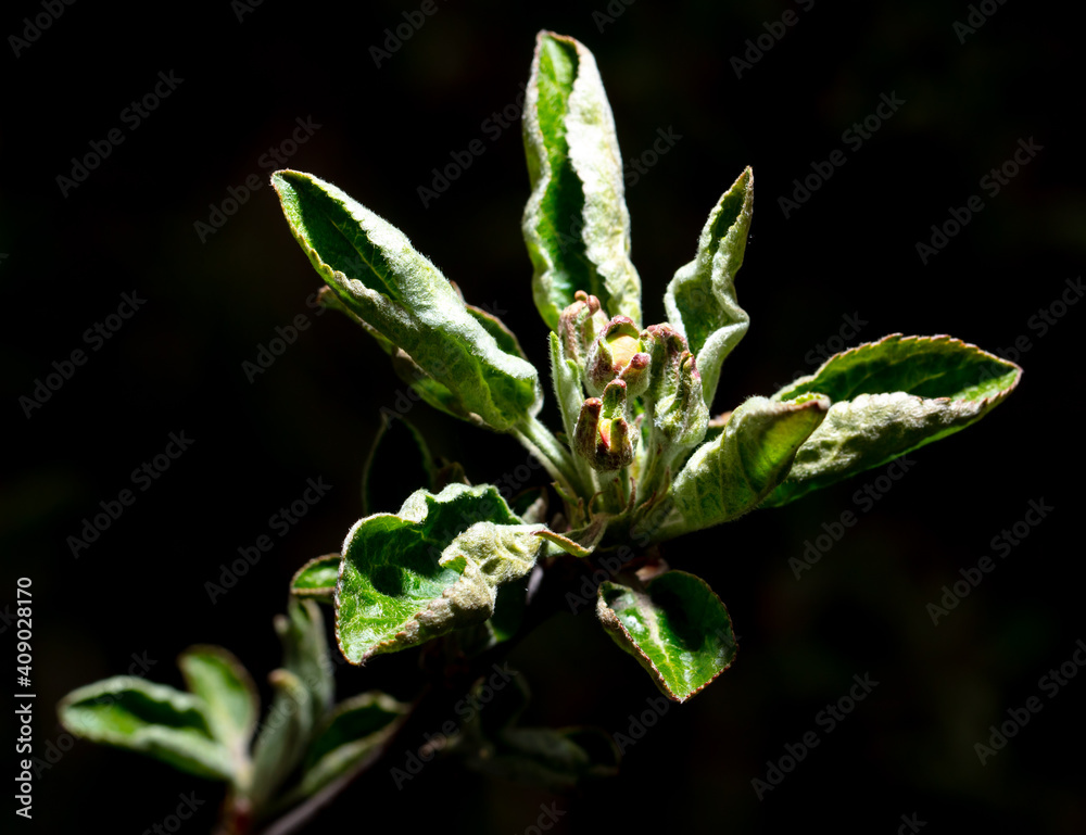 Close-up of flowers on an apple tree on a black background.