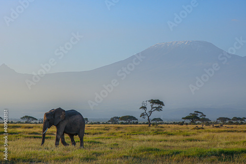 Amboseli National Park Safari and Wildlife, Kenya, Africa. Kilimanjaro Mountain and Elephants.