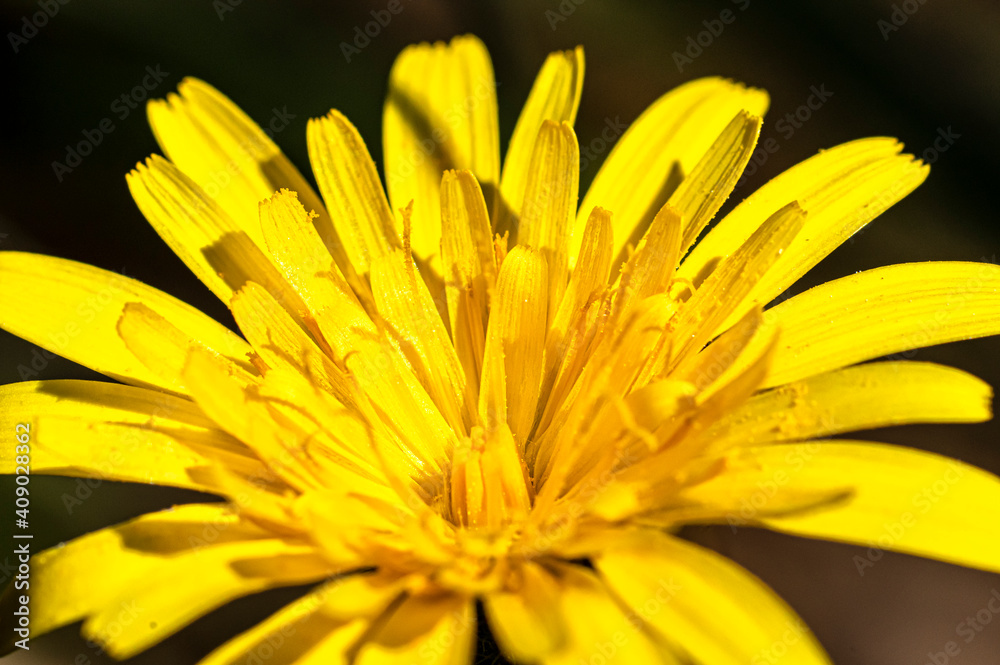 Common Dandelion Photographed in the Sardinian Countryside Macro photography Common Dandelion Photographed in the Sardinian Countryside Macro photography