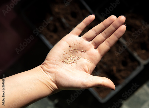 Close-up of seeds for seedlings