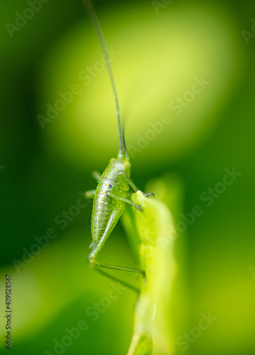 Green grasshopper on plant leaves.