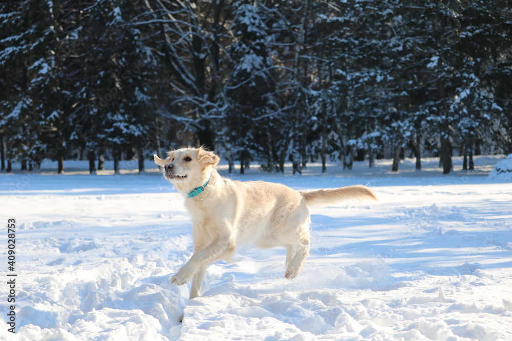 Happy dog outside in the snow park Happy dog outside in the snow park