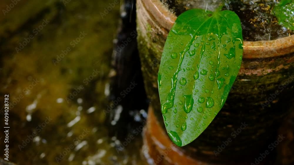 Slow motion The rain felling on leaf in the fish bowl at the garden. 120p FHD Slow motion The rain felling on leaf in the fish bowl at the garden. 120p FHD