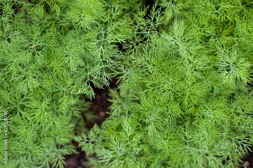 Fresh dill (Anethum graveolens) growing on the vegetable bed. Annual herb, family Apiaceae.  Growing fresh herbs. Green plants in the garden, ecological agriculture for producing healthy food  concept