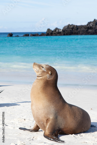 Foto Vertical of a Galapagos Sea Lion, Zalophus wollebaeki, on the sand