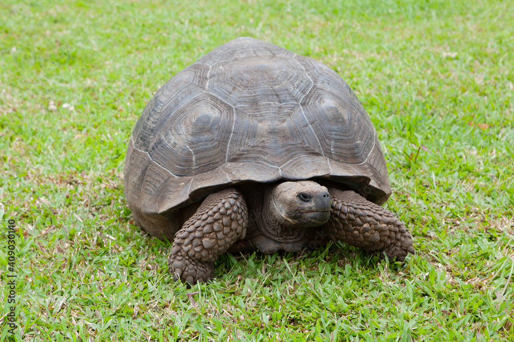 Galapagos Tortoise, Chelonoidis porteri, front view Galapagos Tortoise, Chelonoidis porteri, front view